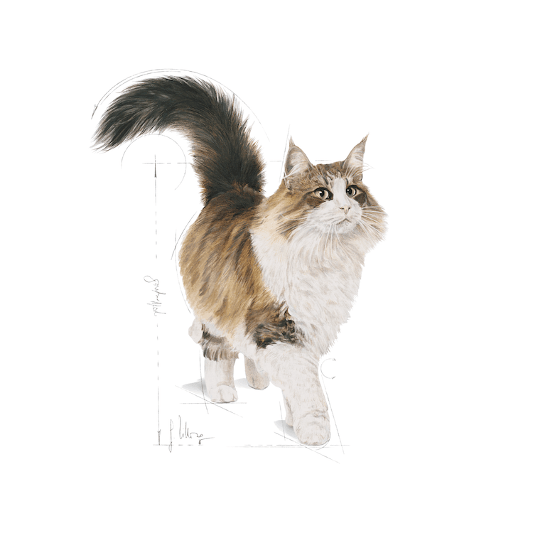 Royal Canin - Gatos Adultos Instinctive - Pouch