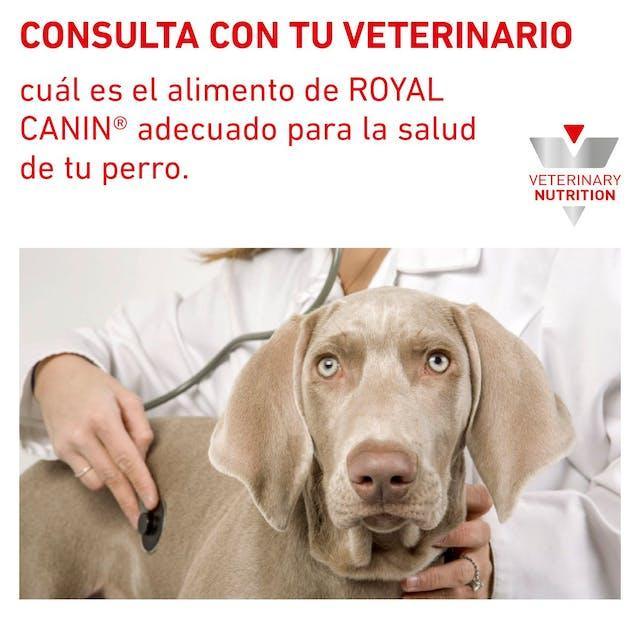Royal Canin - Perros Cachorros - Gastrointestinal