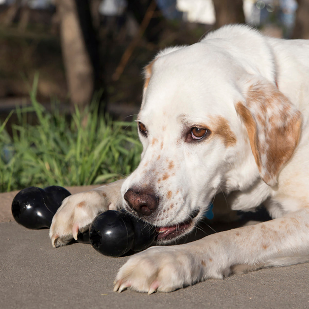 Kong - Perros Extreme Goodie Bone