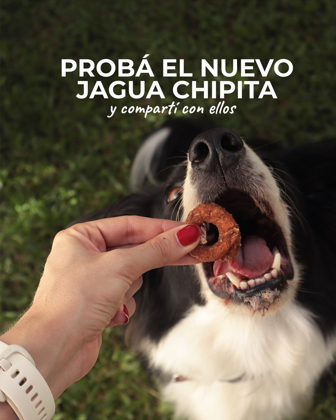 Barky - Jagua Chipita - Batata & Pollo