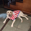 Wanchan - Remera De Seleccion Paraguay - Albirroja