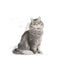 Royal Canin - Gatos Adultos - Sensibilidad Digestiva