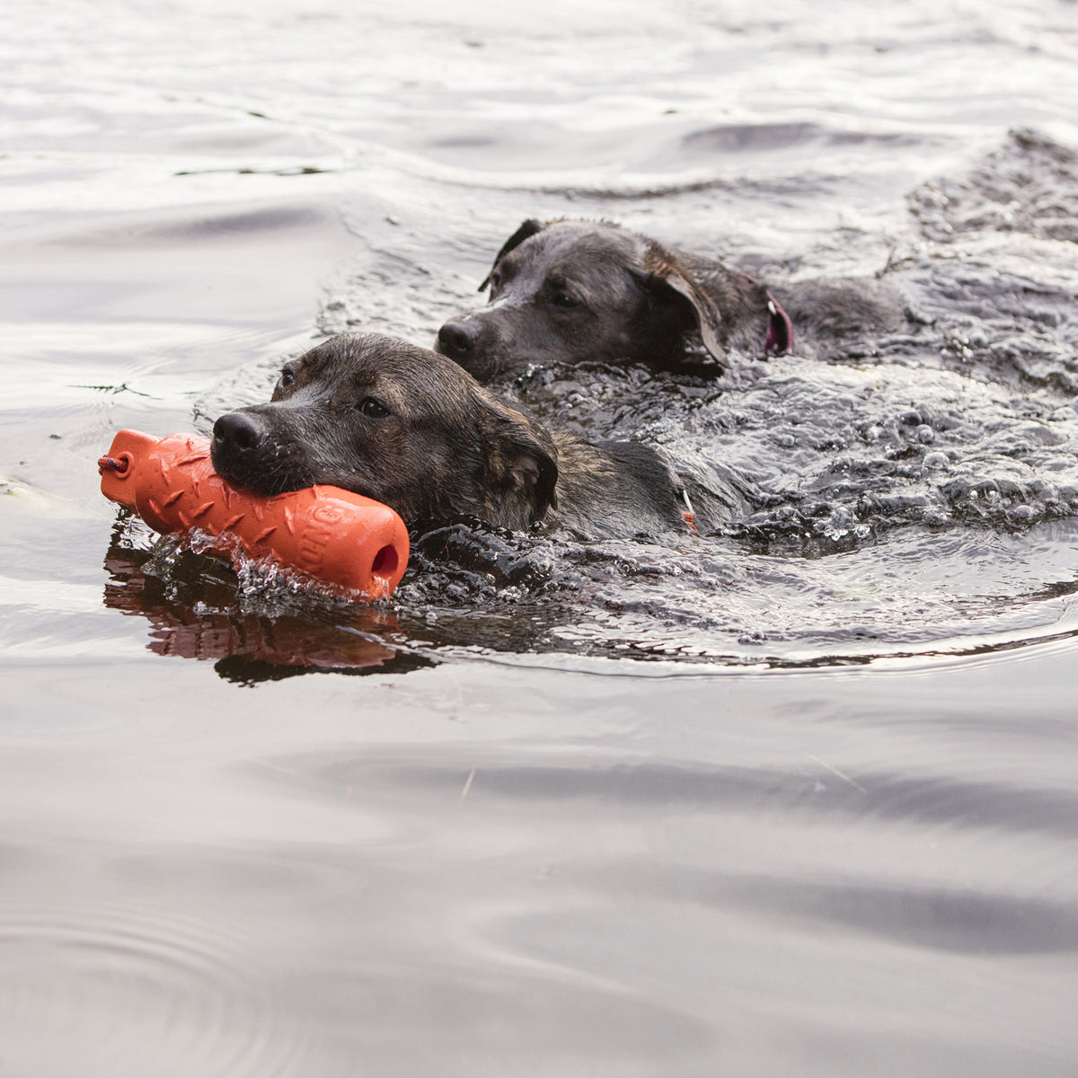 Kong - Perros Training Dummy