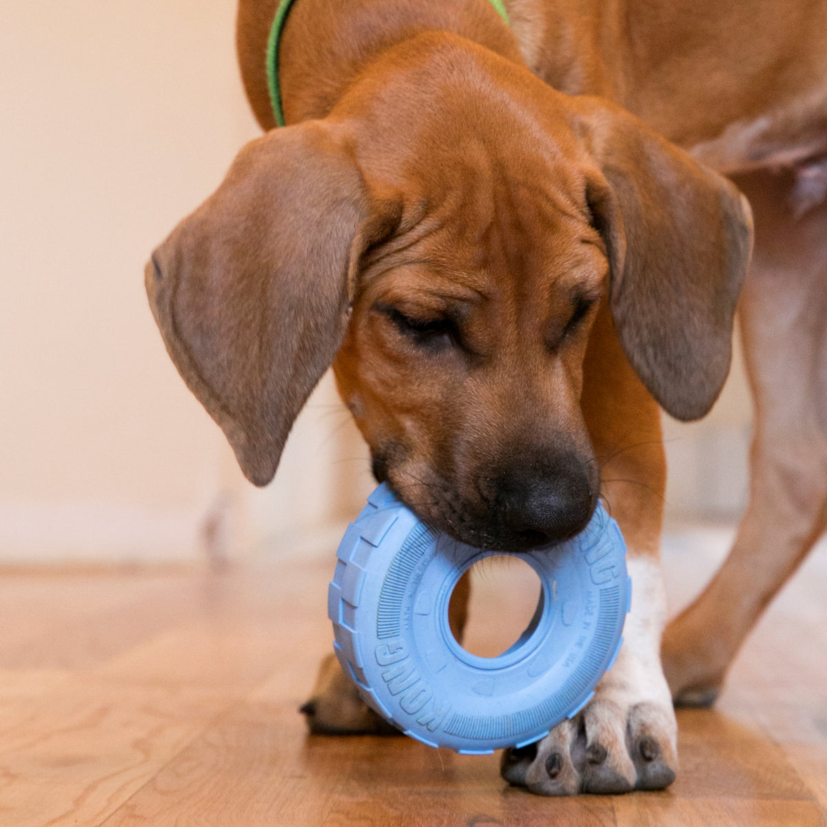 Kong - Perros Cachorros Tires