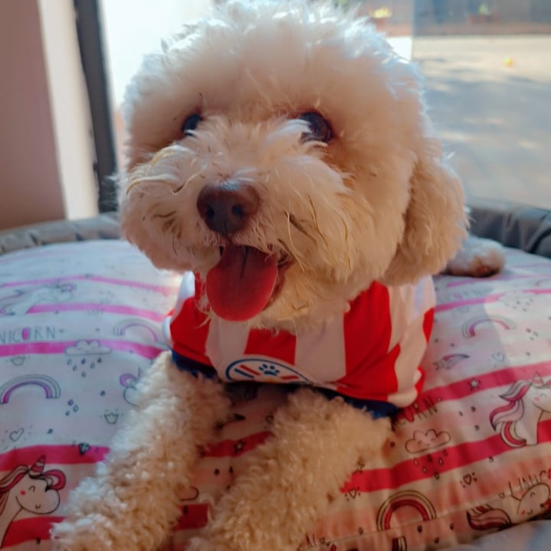 Wanchan - Remera De Seleccion Paraguay - Albirroja
