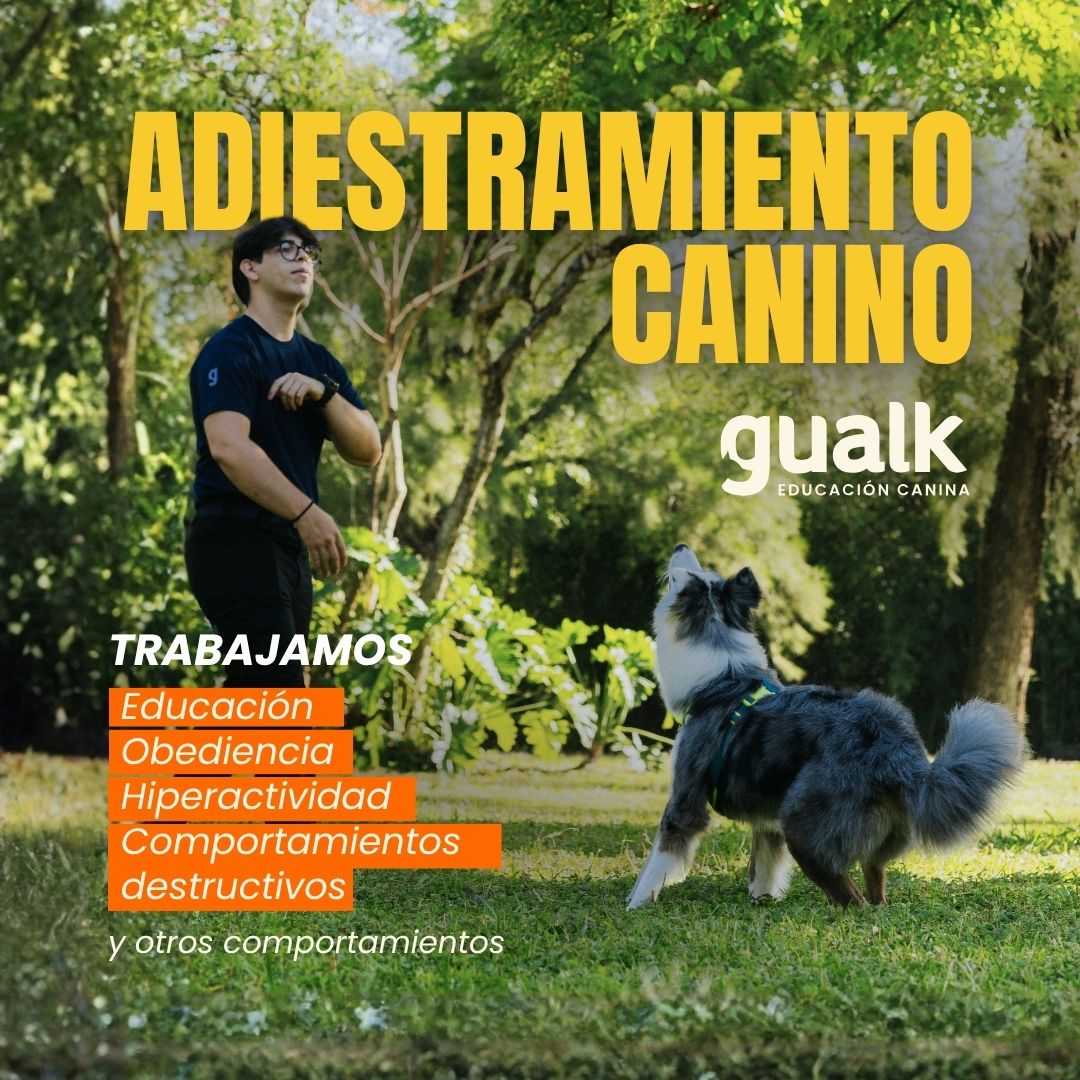 Gualk - Adiestramiento Canino Zona 1 (Asunción, Lambaré, Luque) - Presencial