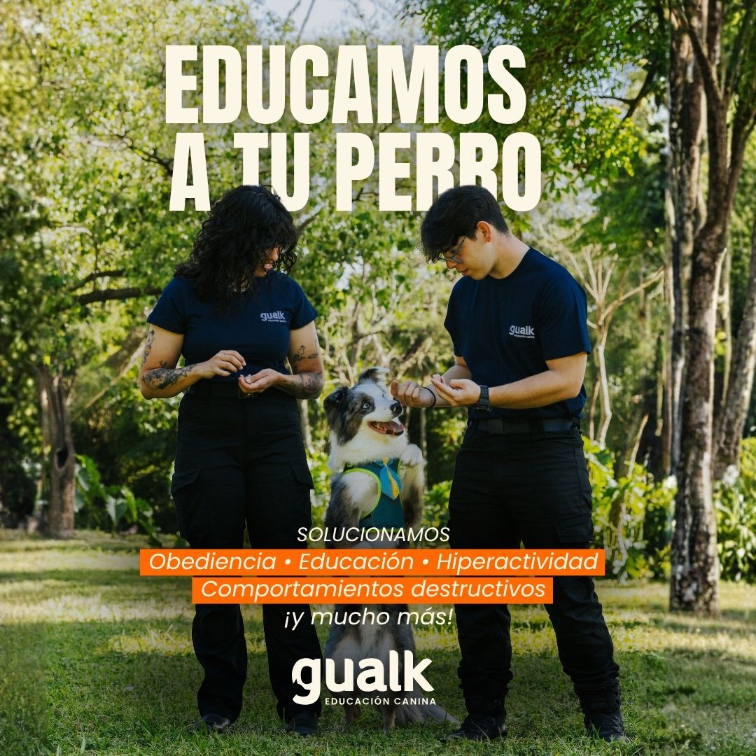 Gualk - Adiestramiento Canino Zona 1 (Asunción, Lambaré, Luque) - Presencial