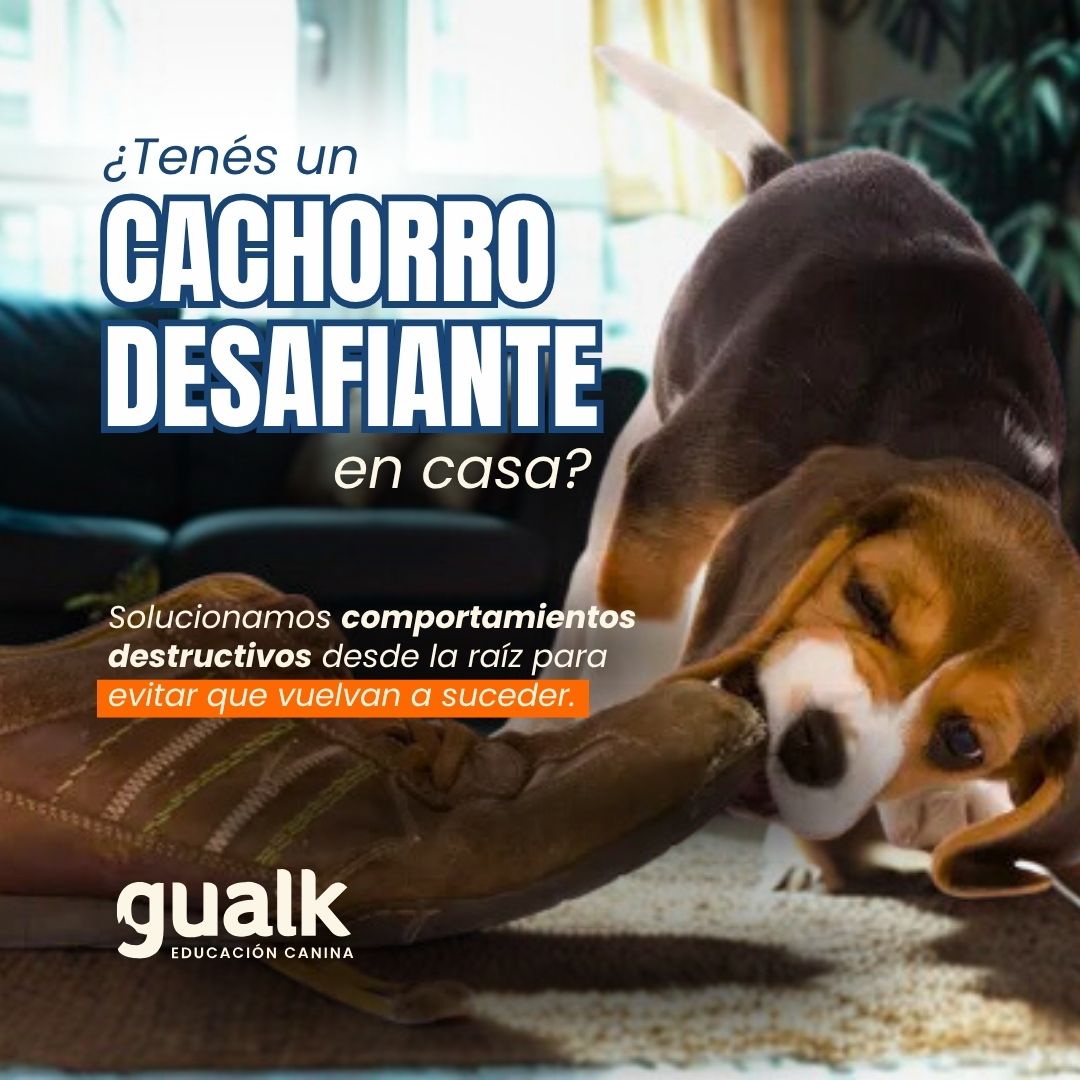 Gualk - Adiestramiento Canino Zona 1 (Asunción, Lambaré, Luque) - Presencial