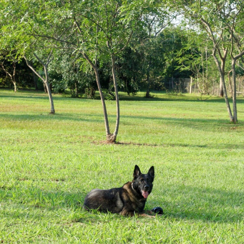 1870 Hotel Canino - Temporada Alta (Diciembre a Abril) - Incluye comida Lick Barf