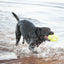 Kong - Perros AirDog Football