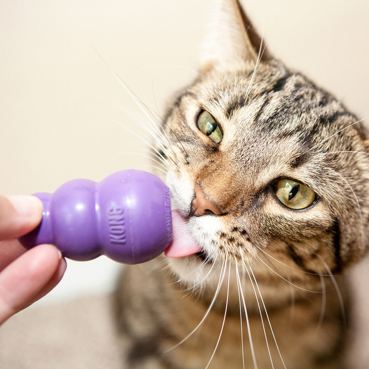 Kong - Gatitos