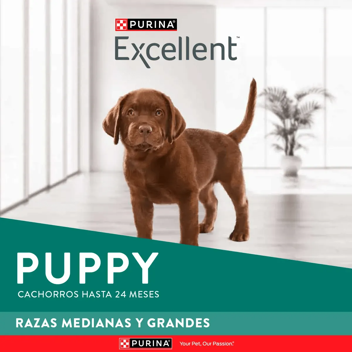 Excellent - Perros Cachorros Medianos y Grandes