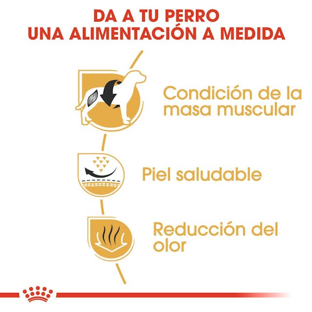 Royal Canin - Perros Adultos Bulldog Frances