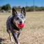 Kong - Perros Ball w/hole