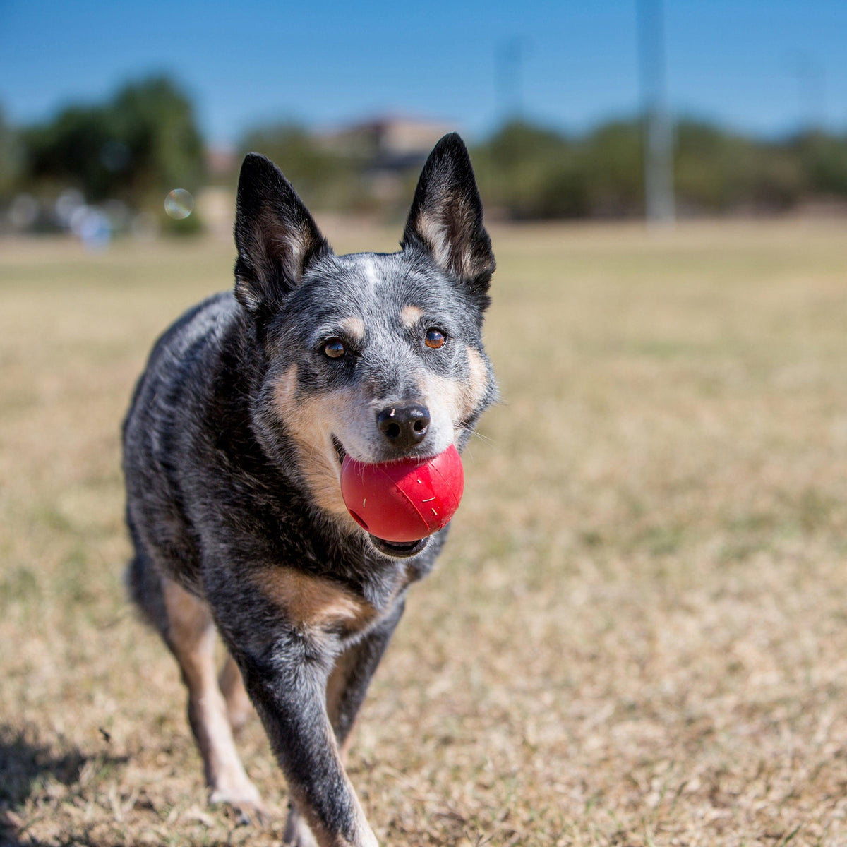 Kong - Perros Ball w/hole