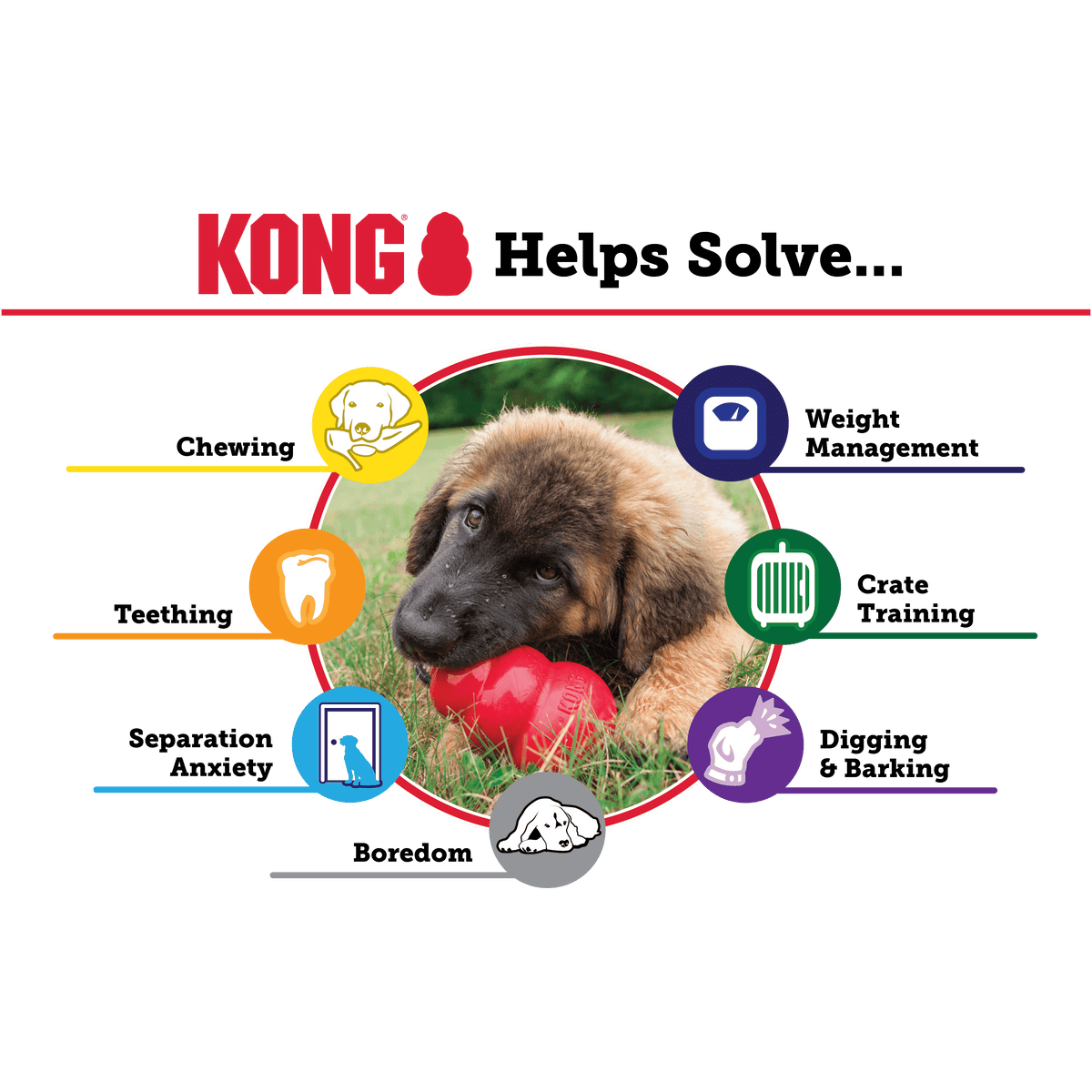 Kong - Perros Senior