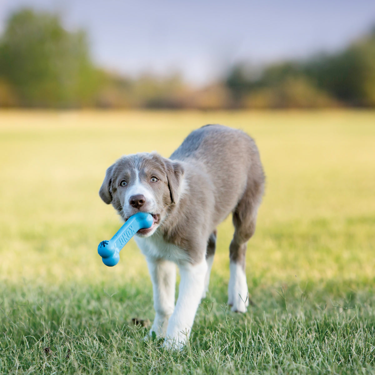 Kong - Perros Cachorros Goodie Bone