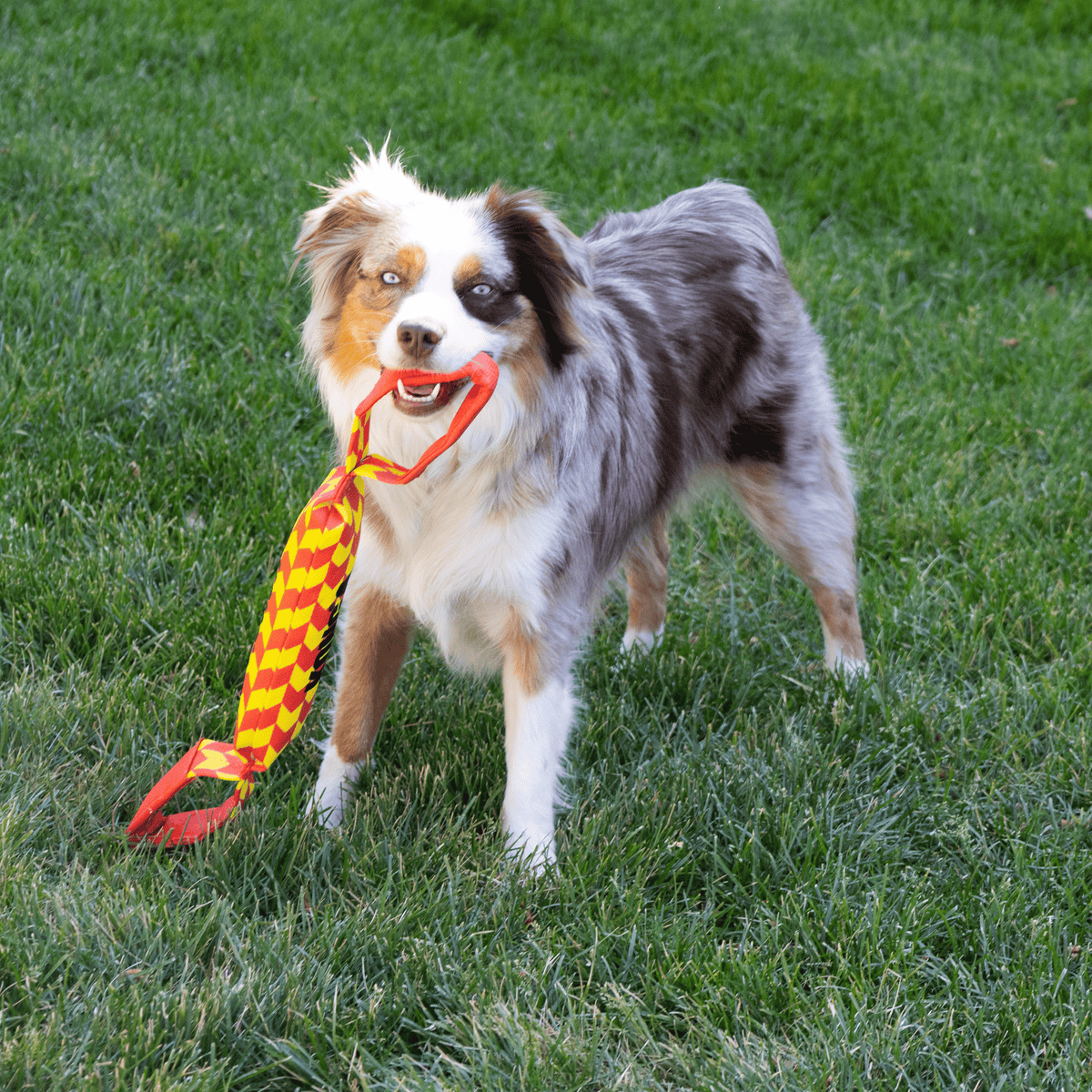 Kong - Perros Maxx Tug