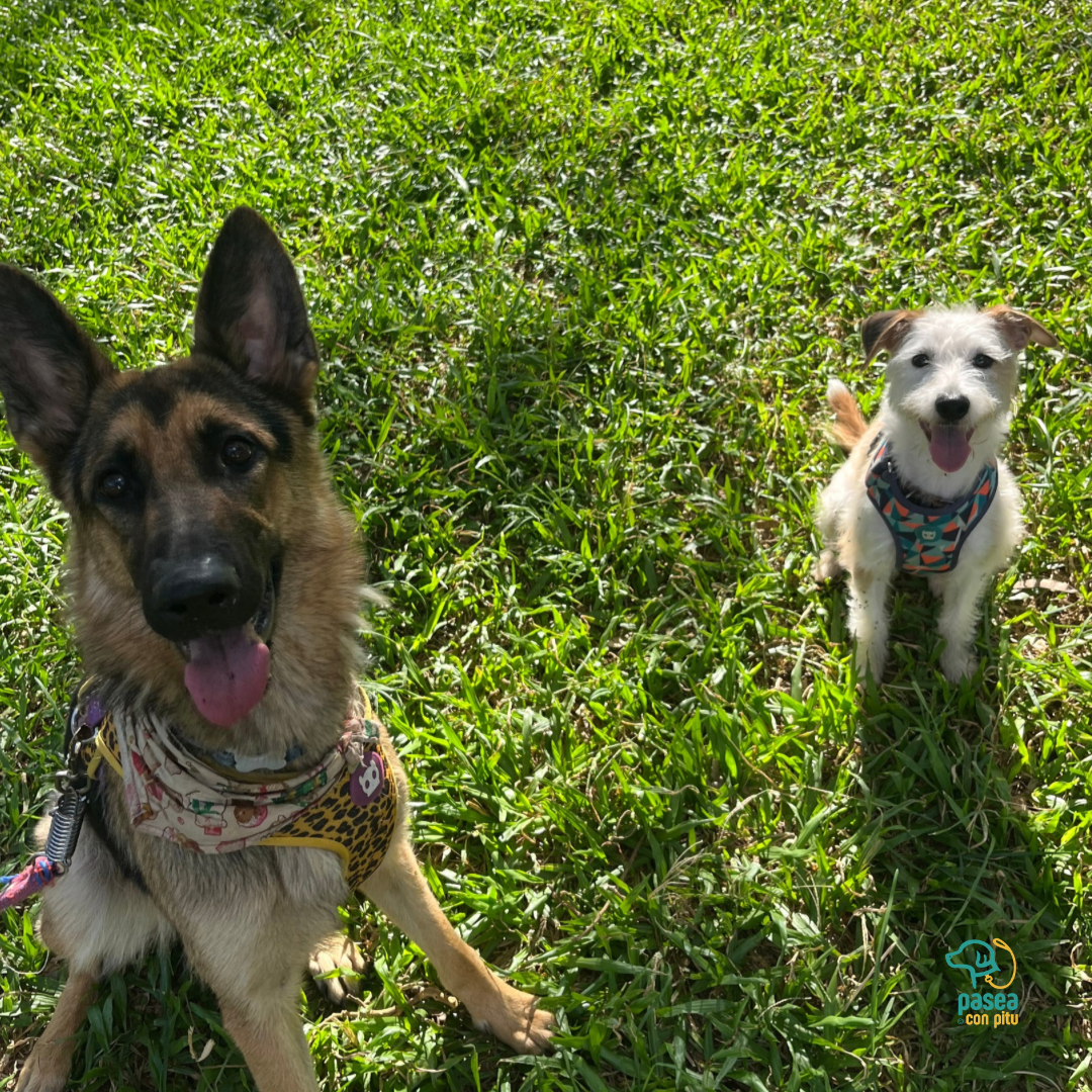 Pasea Con Pitu - Paseadores (Asunción, Lambaré, Luque y Fdo. de la Mora) - Turnos Sujetos a Disponibilidad.