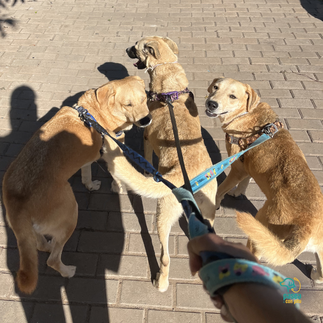 Pasea Con Pitu - Paseadores (Asunción, Lambaré, Luque y Fdo. de la Mora) - Turnos Sujetos a Disponibilidad.