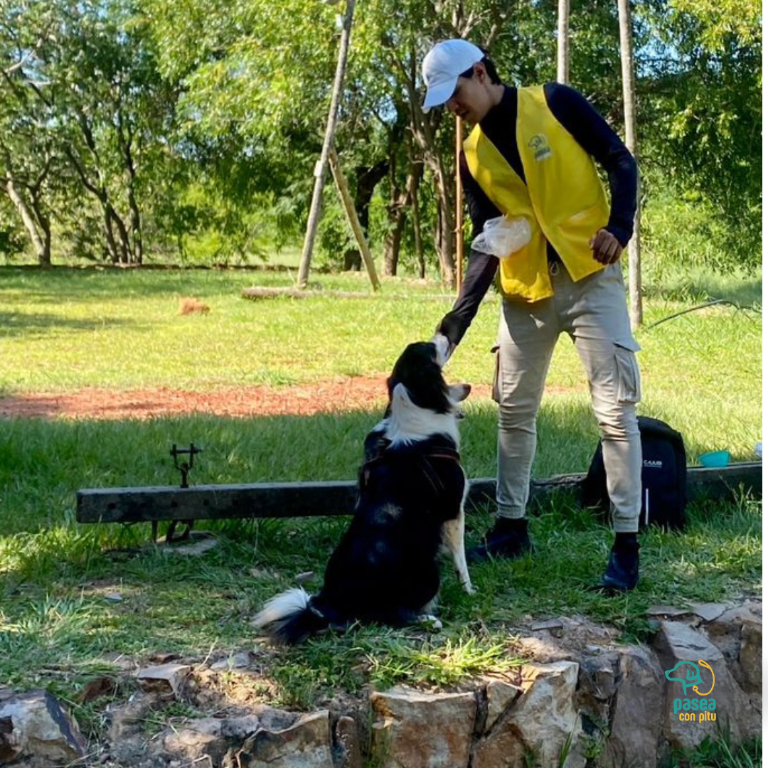 Pasea Con Pitu - Paseadores (Asunción, Lambaré, Luque y Fdo. de la Mora) - Turnos Sujetos a Disponibilidad.