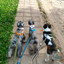 Pasea Con Pitu - Paseadores (Asunción, Lambaré, Luque y Fdo. de la Mora) - Turnos Sujetos a Disponibilidad.