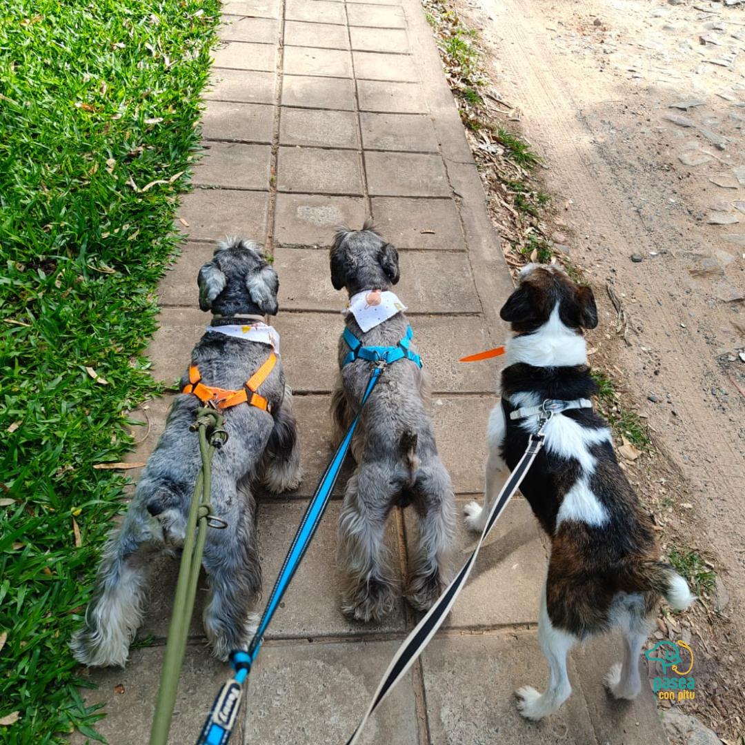 Pasea Con Pitu - Paseadores (Asunción, Lambaré, Luque y Fdo. de la Mora) - Turnos Sujetos a Disponibilidad.