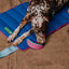 Zeedog - Perros Juguete Reebok Boomerang