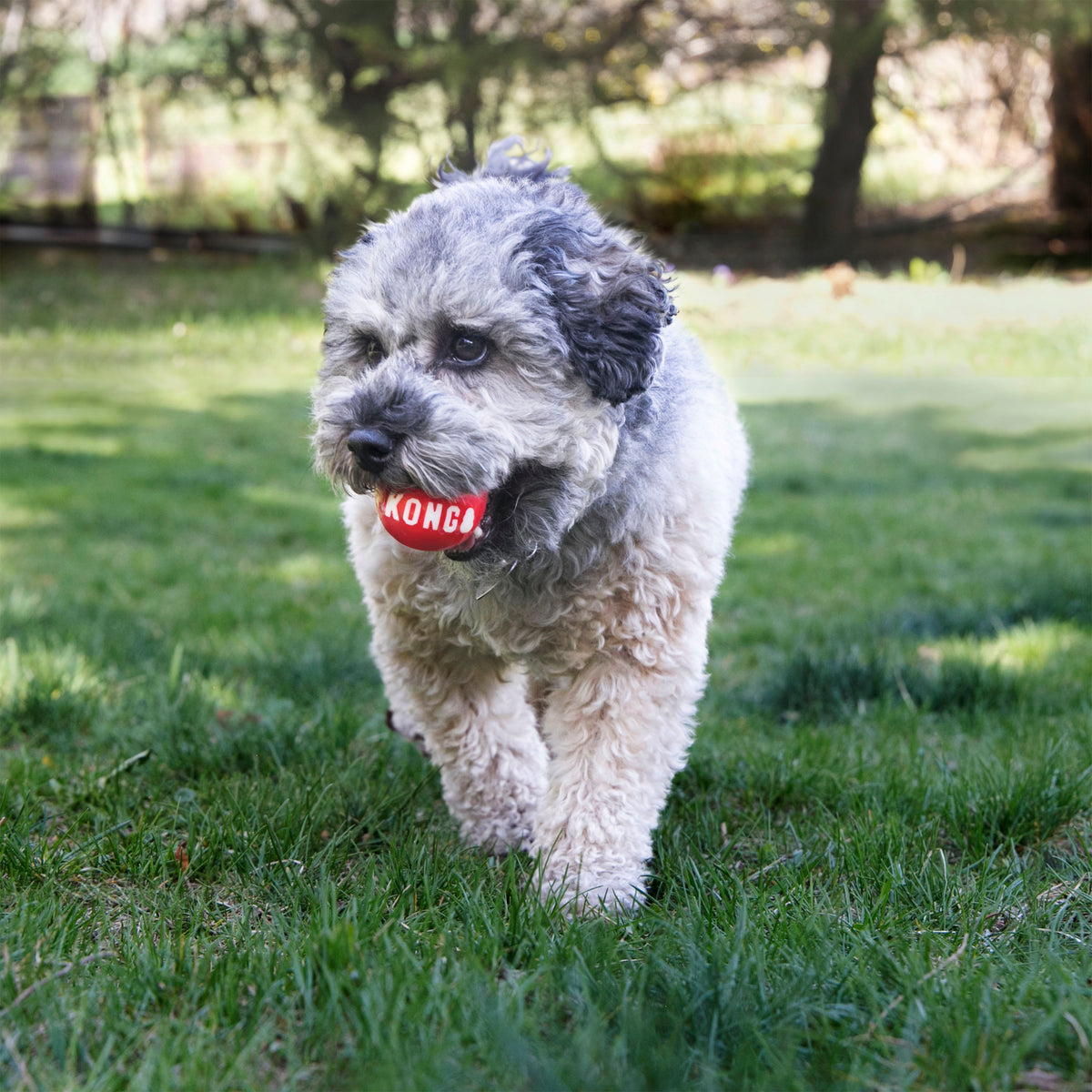 Kong - Perros Signature Balls (2 uds)