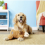 Kong - Perros Cozie Marvin Moose