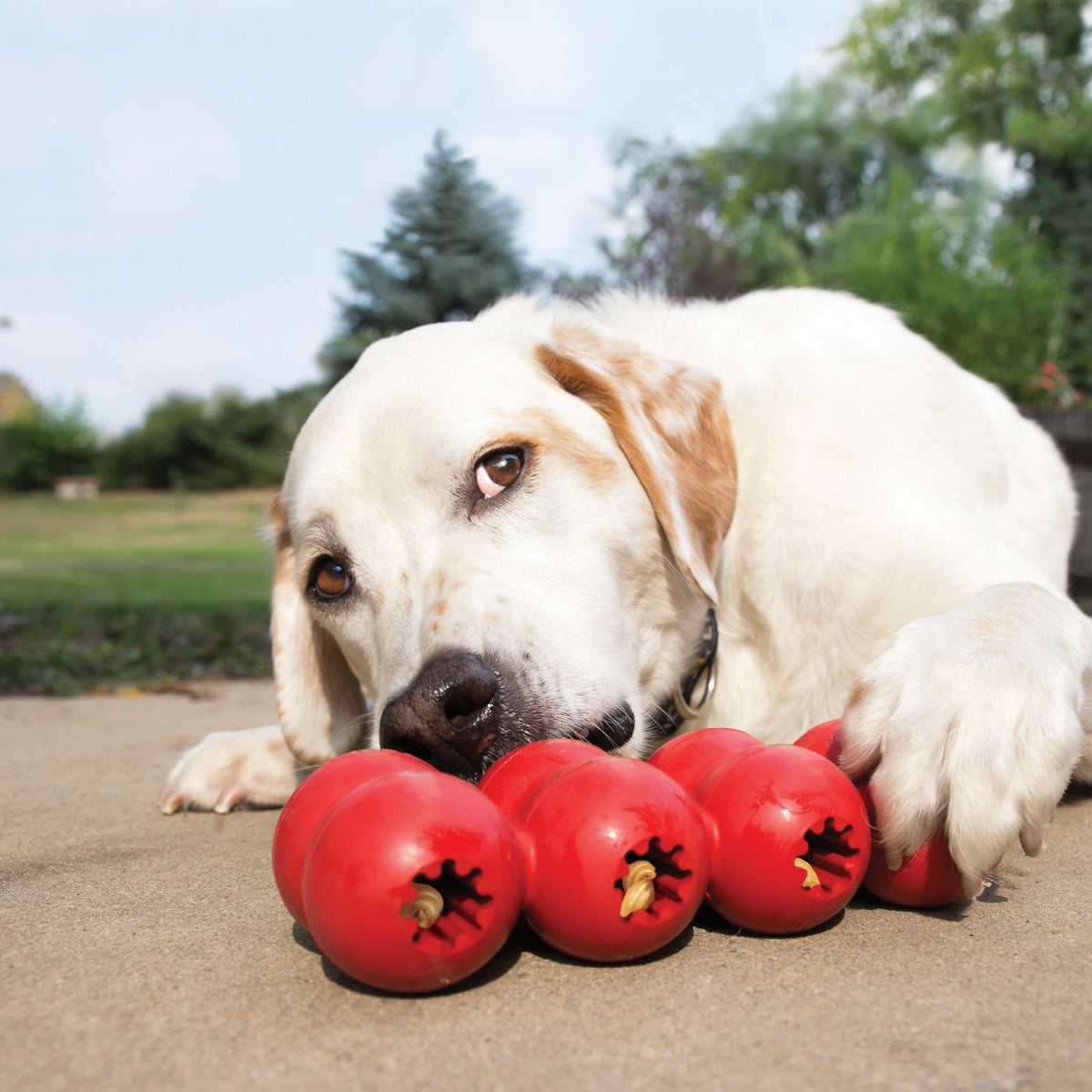 Kong - Perros Goodie Ribbon
