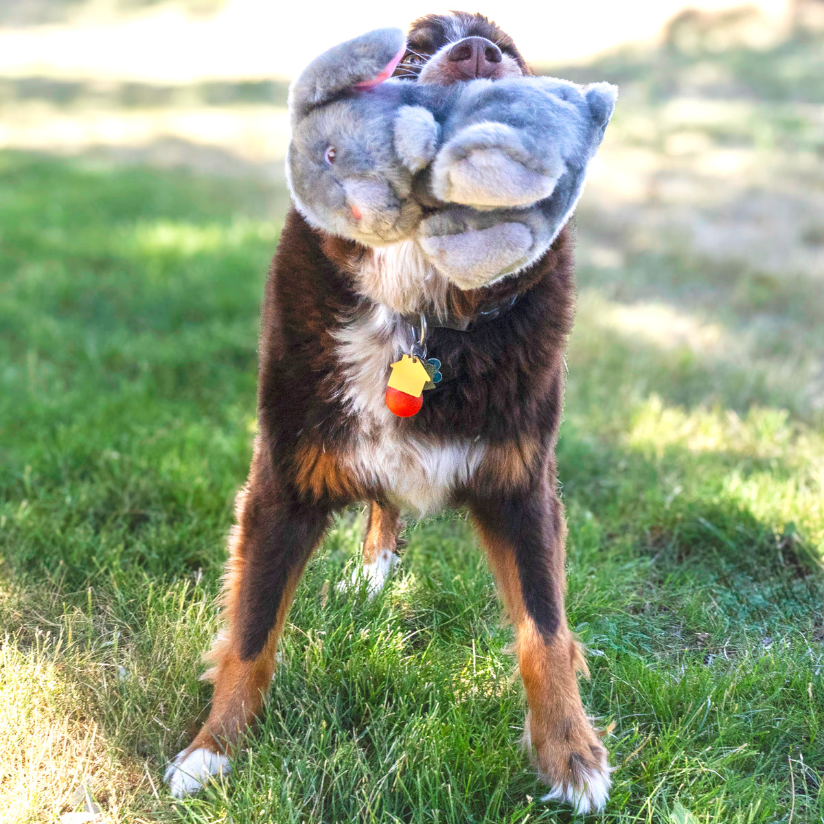 Kong - Conejo Toughz