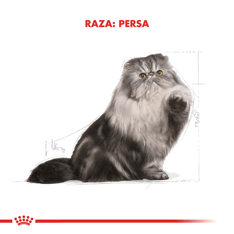 Royal Canin - Gatos Adultos - Persa - Pouch