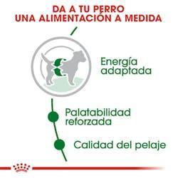 Royal Canin - Perro Adultos Pequeños