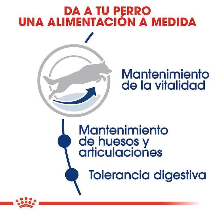 Royal Canin - Perros Adultos 5+ Grandes
