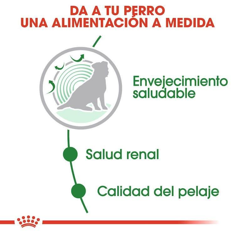 Royal Canin - Perros Senior Pequeños +12 - Pouch