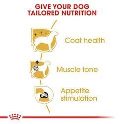 Royal Canin - Perros Adultos Poodle Paté