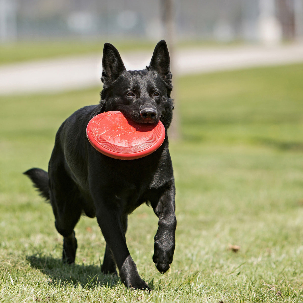 Kong - Perros Flyer