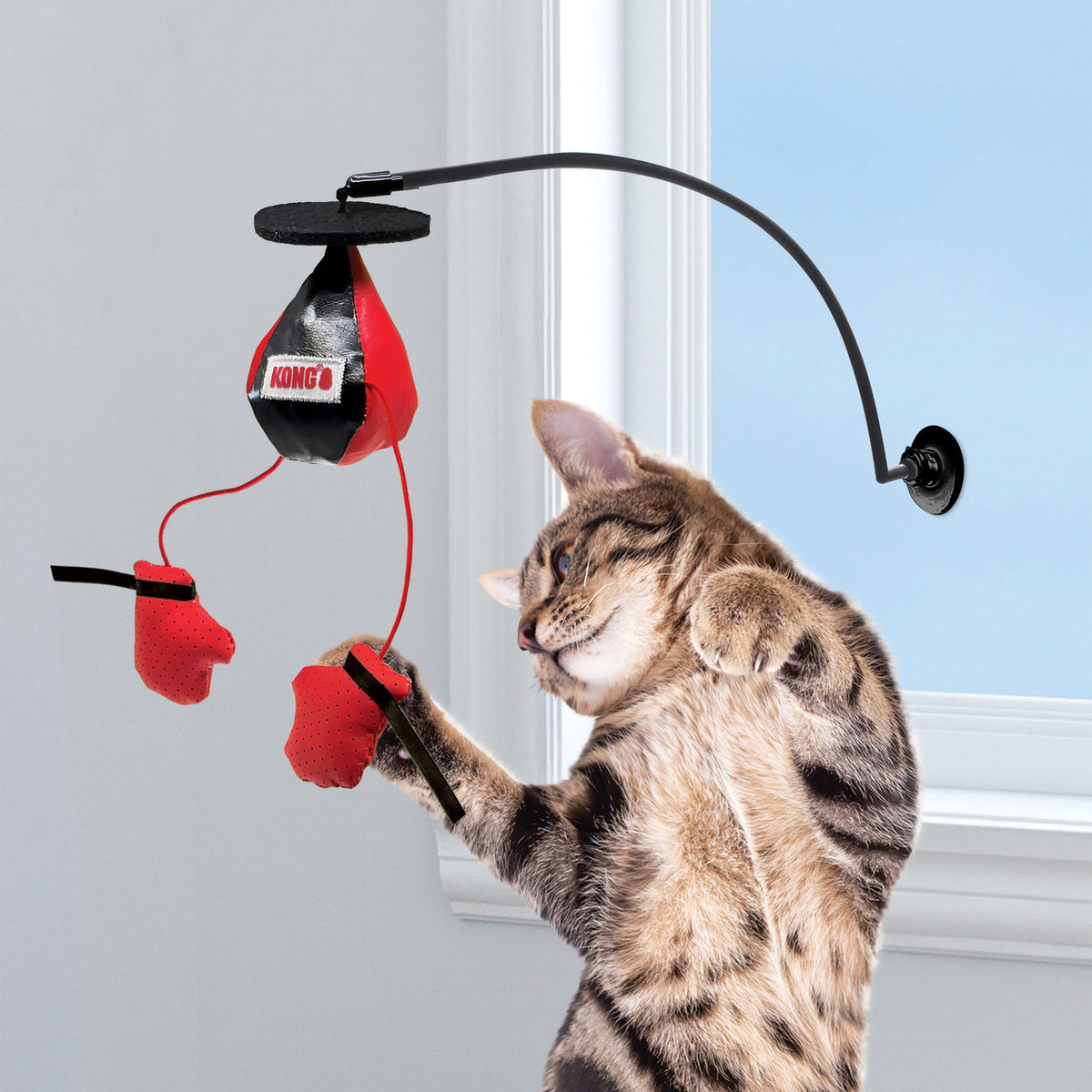 Kong - Gatos Connect Window Boxing