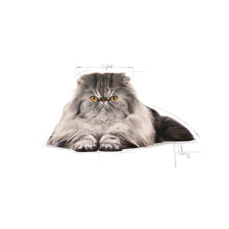 Royal Canin - Gatos Adultos Persa