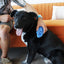 Kong - Cepillo Zoomgroom