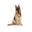 Royal Canin - Perros Adultos 5+ Grandes