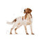 Royal Canin - Perros Adultos Medianos - Pouch