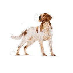 Royal Canin - Perros Adultos Medianos - Pouch