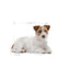 Royal Canin - Perros Senior Pequeños +12 - Pouch