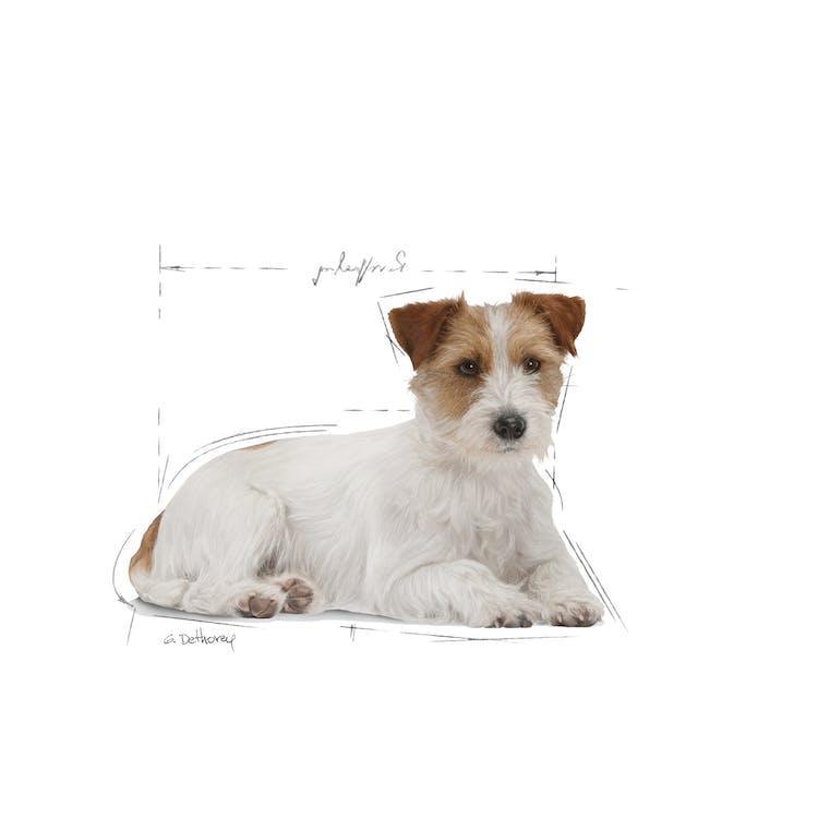 Royal Canin - Perros Senior Pequeños +12 - Pouch