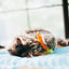 PLAY - Gatos Juguete Verduras Del Huerto