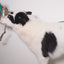 Zeedog - Perros Pechera No-Pull Softerwalk - Avocado