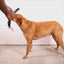 Zeedog - Perros Pechera No-Pull Softerwalk - Voyage