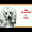 Royal Canin - Perros Adultos Poodle Paté